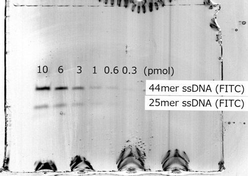 DNA『3'末端修飾』FITC